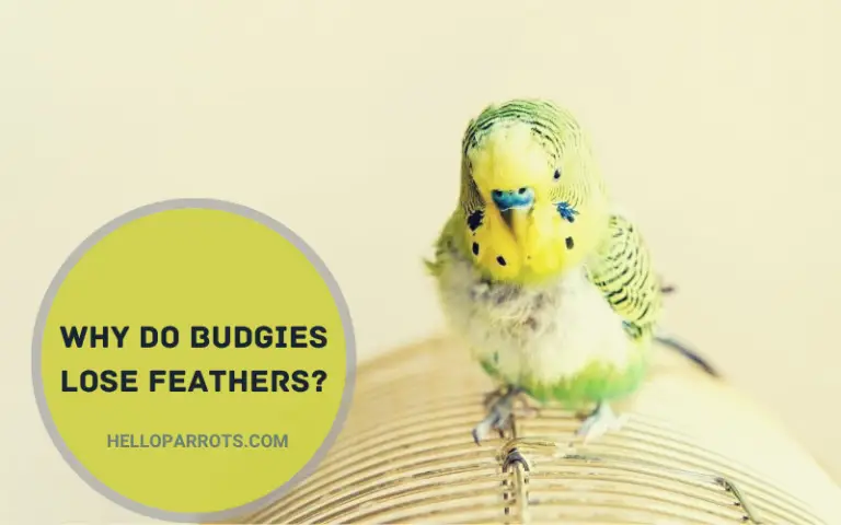 Why Do Budgies Lose Feathers