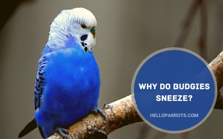 Why Do Budgies Sneeze? Identifying the Root Cause