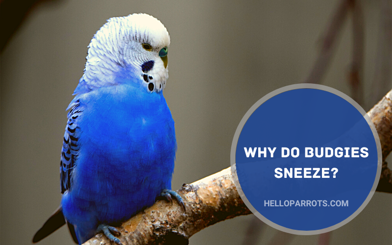 Why Do Budgies Sneeze