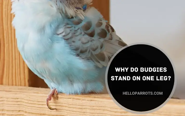 Why Do Budgies Stand on One Leg?