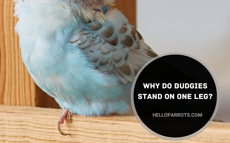 Why Do Budgies Stand on One Leg