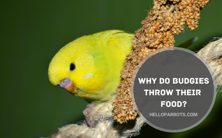 Why Do Budgies Throw Their Food?