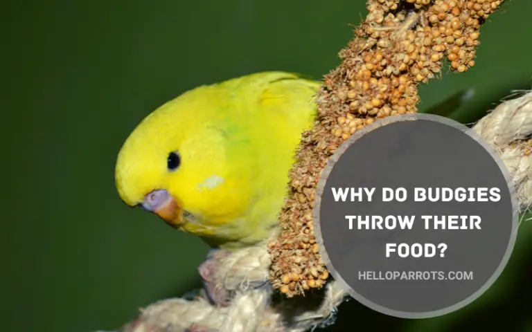 Why Do Budgies Throw Their Food