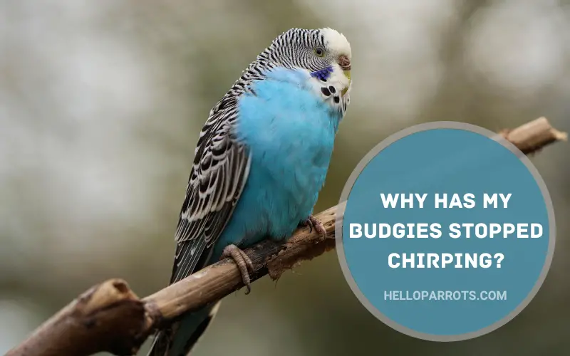 why-has-my-budgies-stopped-chirping