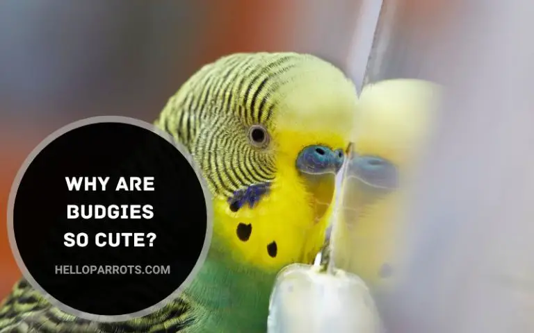 Why are Budgies So Cute?