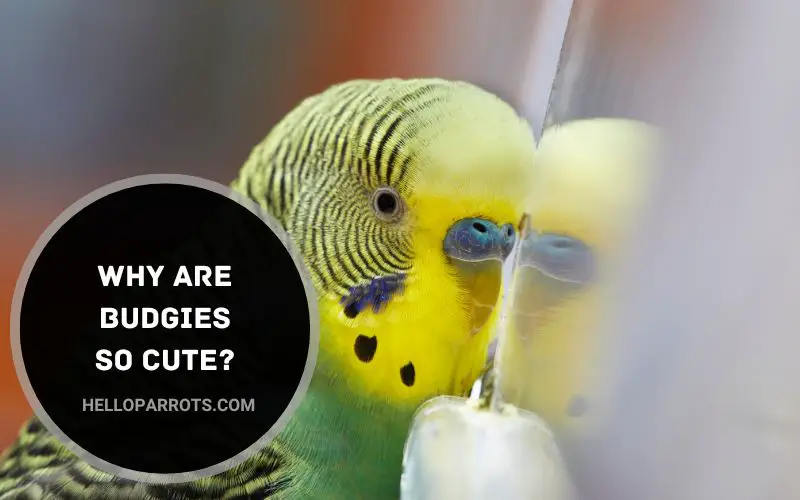 Why are Budgies So Cute