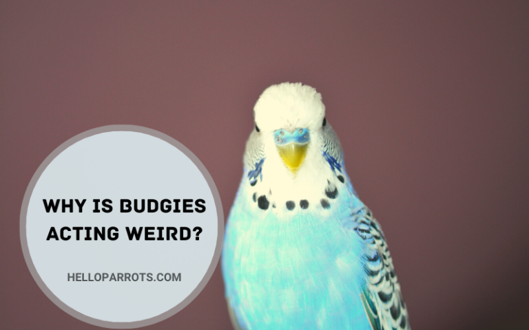 Why are Budgies Acting Weird?