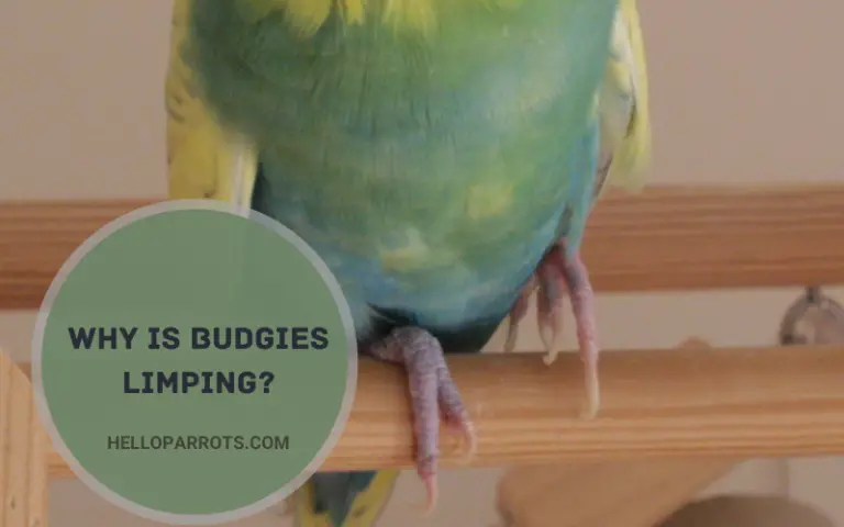 Why are Budgies Limping?