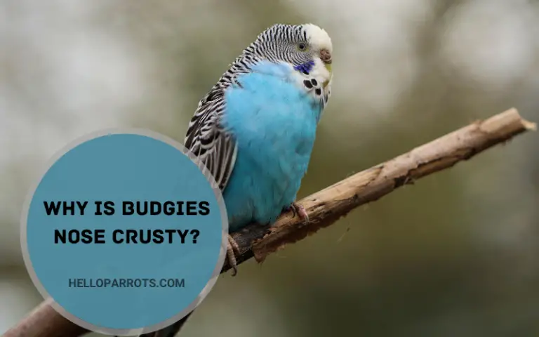Why is Budgie’s Nose Get Crusty? Know the Cure!