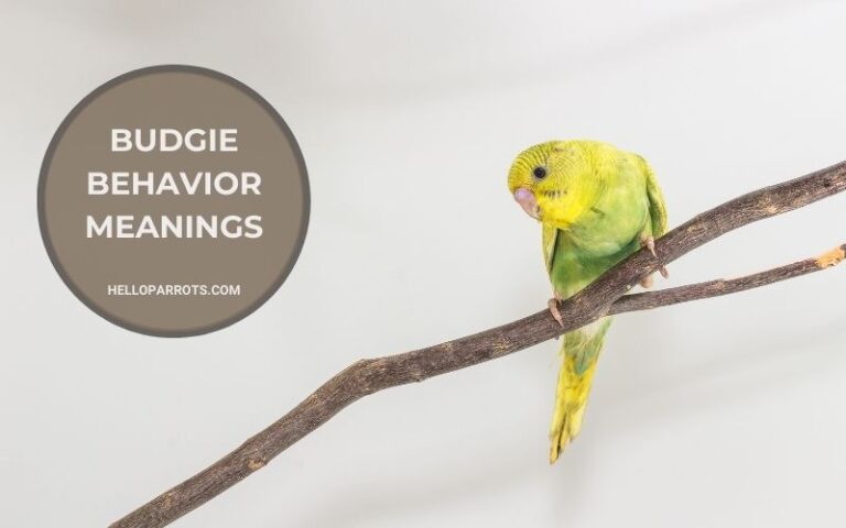 Budgie Behavior Meanings