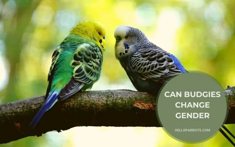 Can Budgies Change Gender?