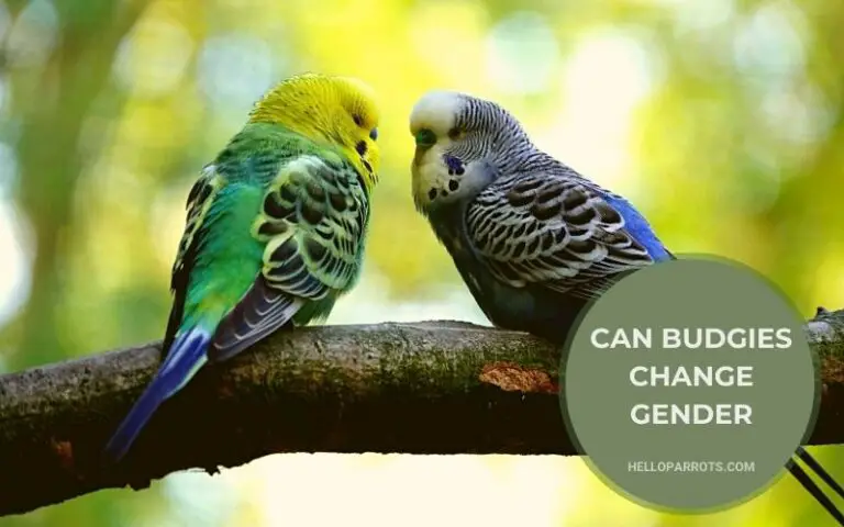 Can Budgies Change Gender