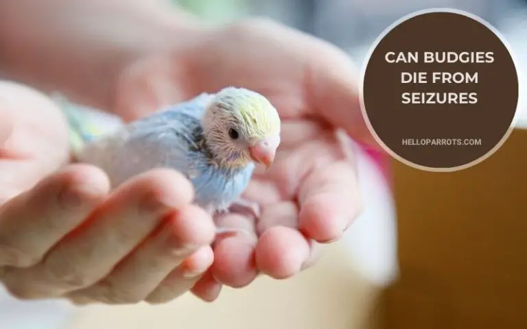 Can Budgies Die from Seizures?