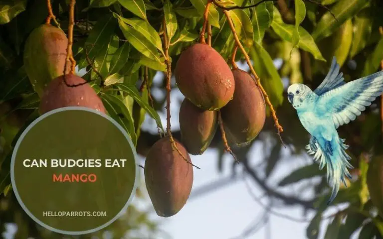 Can Budgies Eat Mango