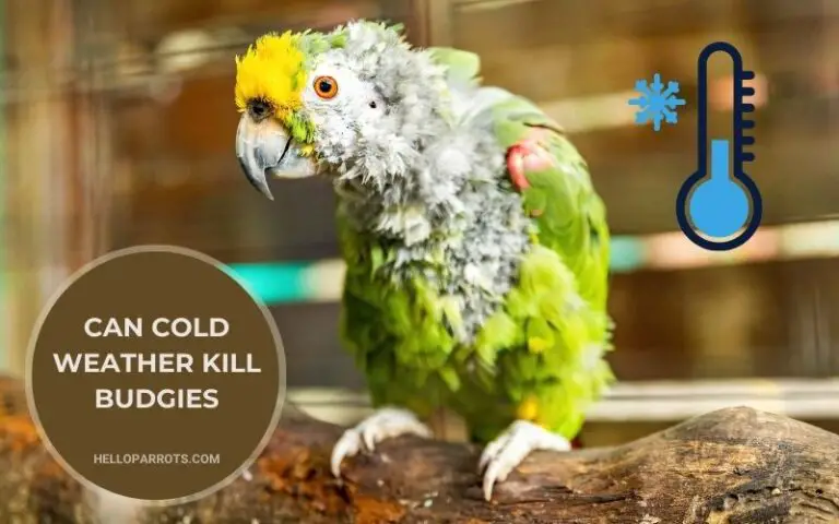 Can Cold Weather Kill Budgies?