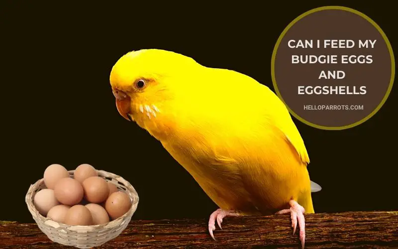 Can I Feed My Budgie Eggs and Eggshells