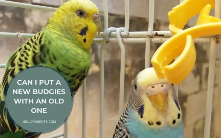 Can I Put a New Budgies With an Old One?