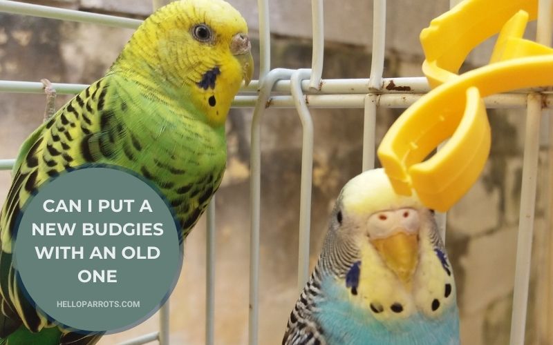 Can I Put a New Budgies With an Old One