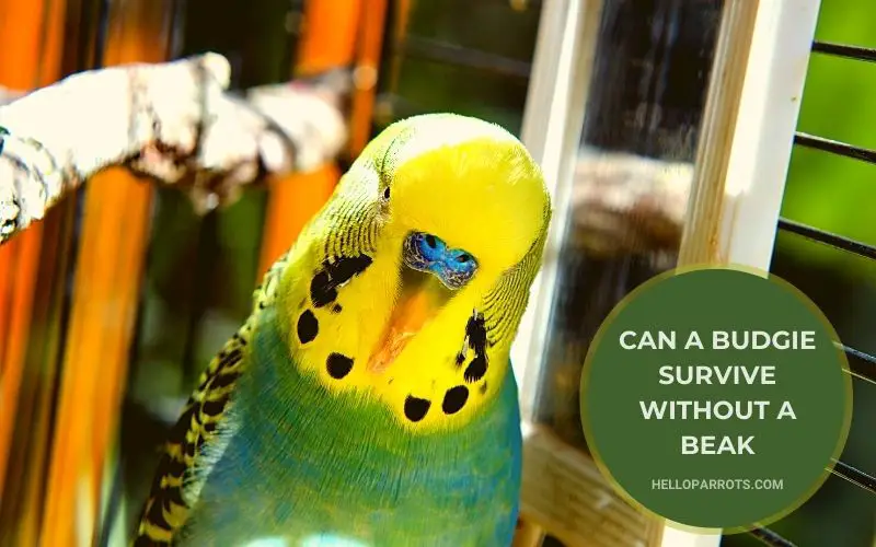 Can a Budgie Survive Without a Beak