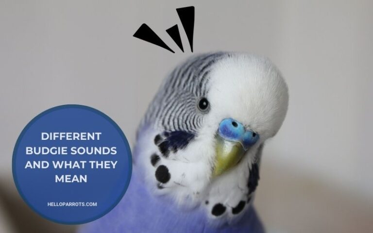 Different Budgie Sounds And What They Mean