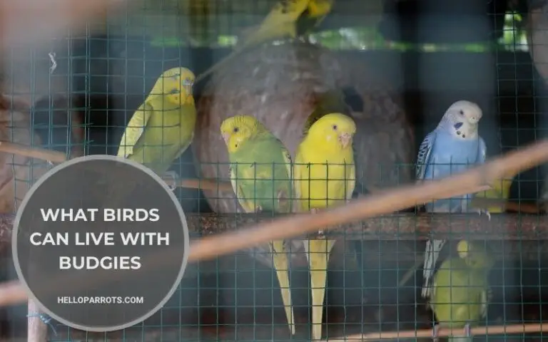 What Birds Can Live With Budgies