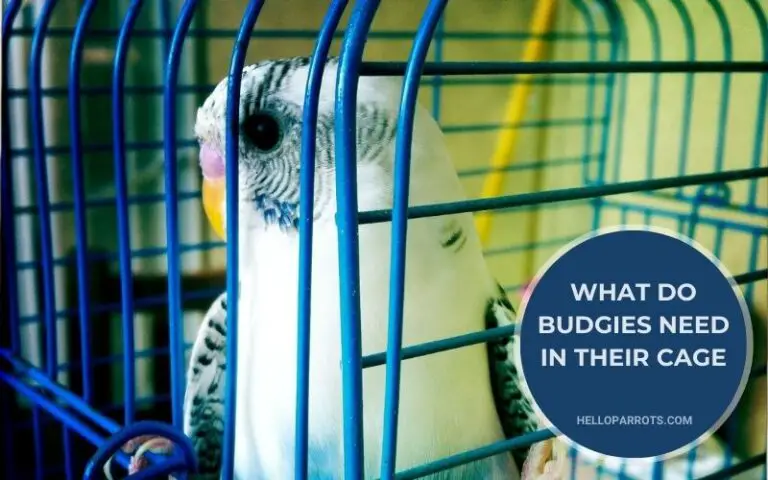 What Do Budgies Need in Their Cage?