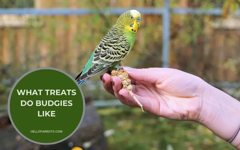 What Treats Do Budgies Like