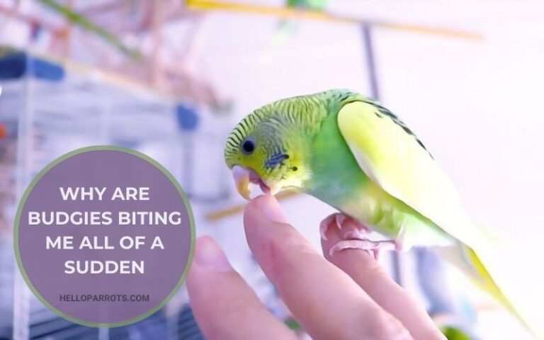 Why Are Budgies Biting Me All of a Sudden? Understanding the Triggers