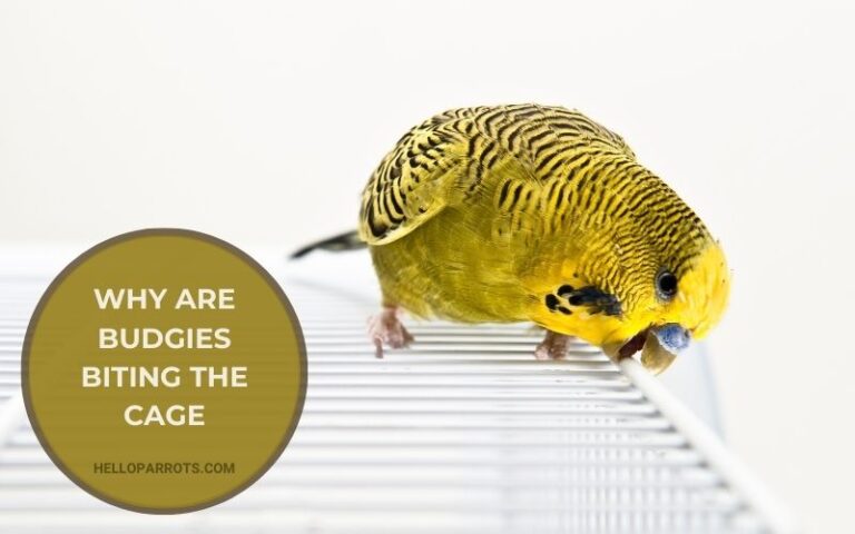 Why Are Budgies Biting the Cage? Breaking Down the Top Reasons