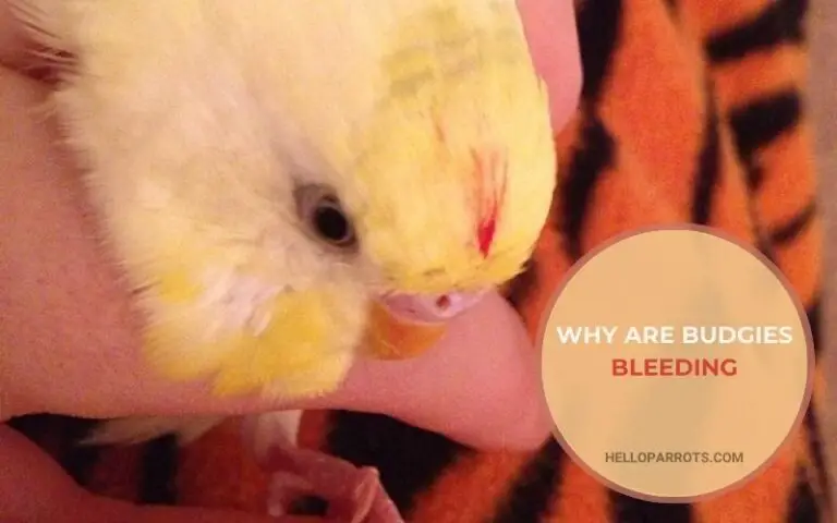 Why Are Budgies Bleeding? Common Triggers and Treatment Options