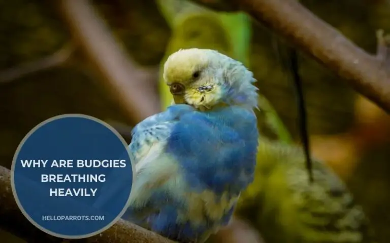 Why Are Budgies Breathing Heavily? The Top Reasons