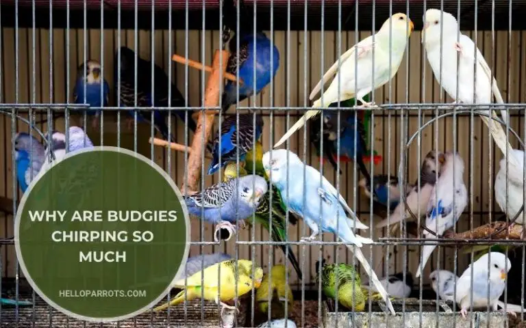 Why Are Budgies Chirping So Much