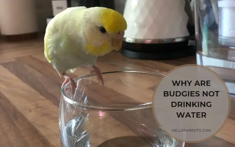 Why Are Budgies Not Drinking Water