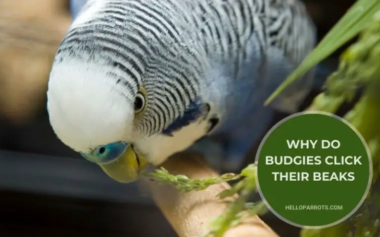 Why Do Budgies Click Their Beaks?