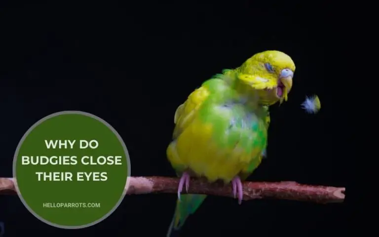 Why Do Budgies Close Their Eyes?