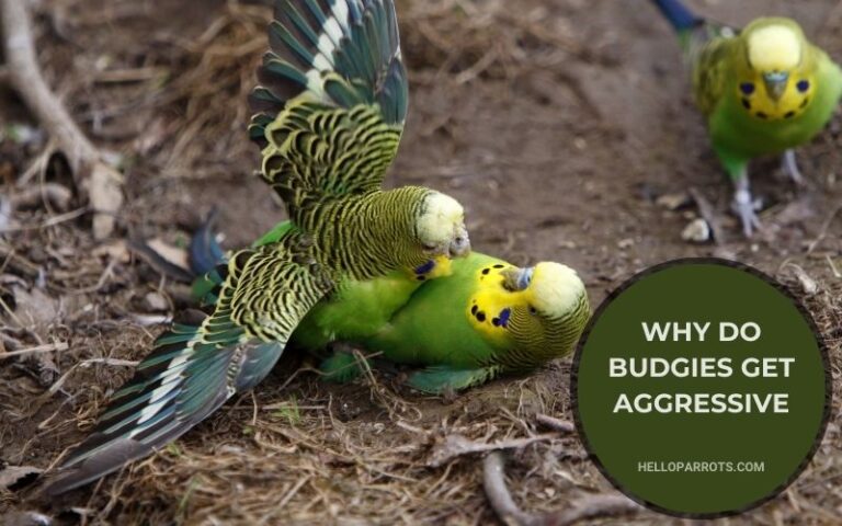 Why Do Budgies Get Aggressive? Uncovering the Root Causes