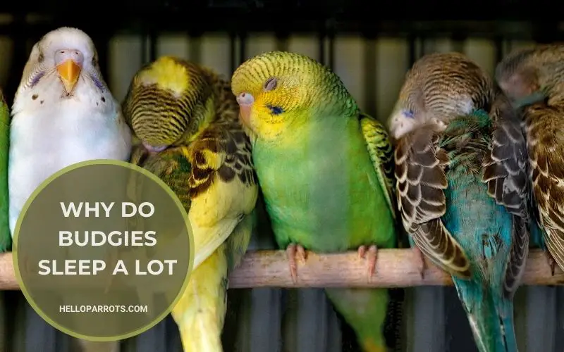 Why Do Budgies Sleep a Lot