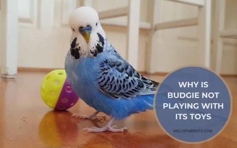 Why  Is Budgie Not Playing With Its Toys? Understanding Bird Behavior