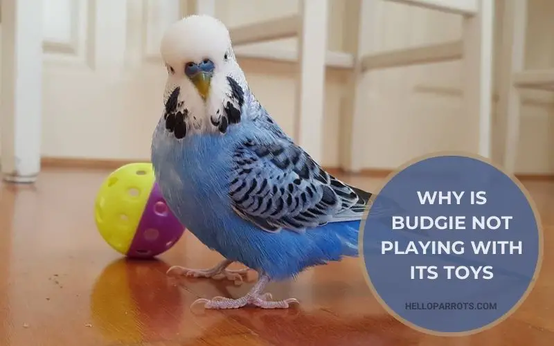 Why Is Budgie Not Playing With Its Toys