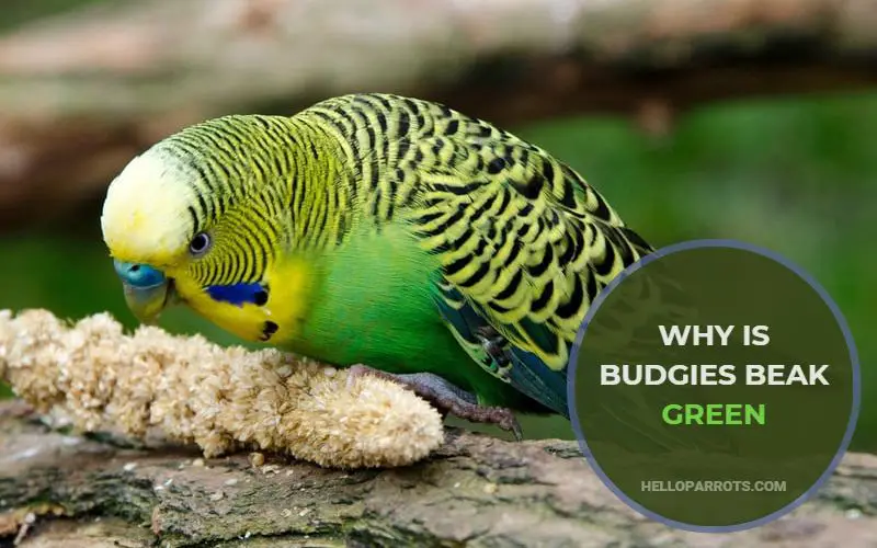 Why Is Budgies' Beak Green