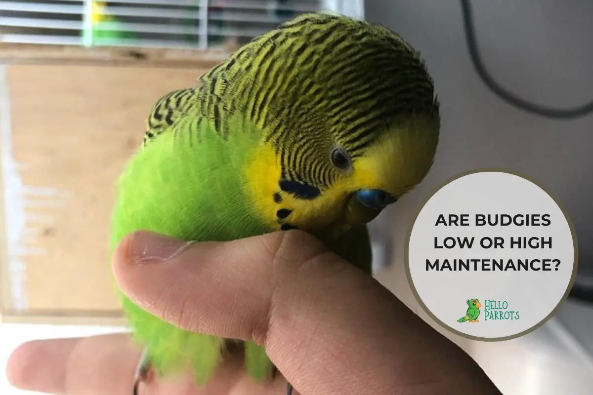 Are Budgies Low Or High Maintenance