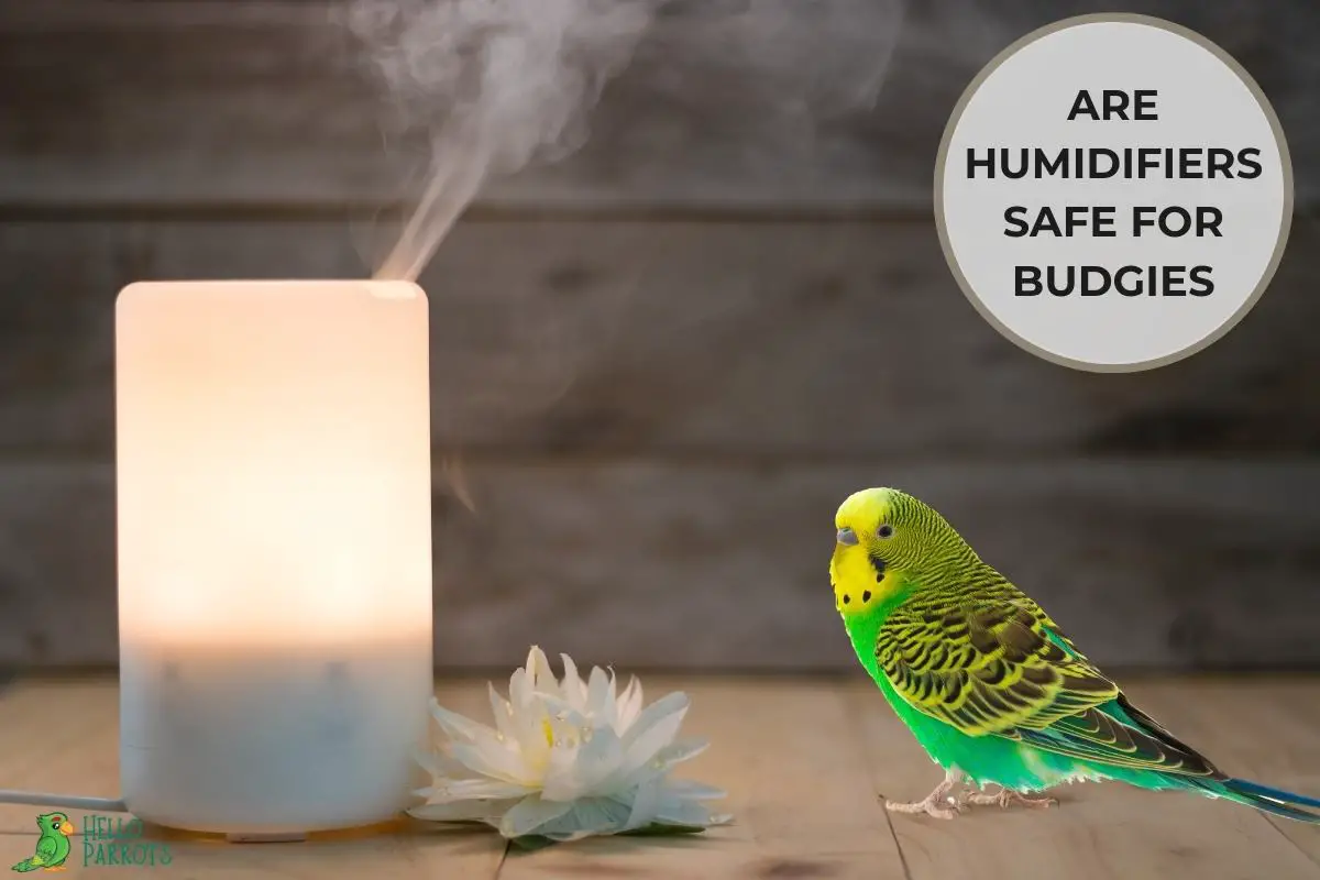 Are Humidifiers Safe for Budgies