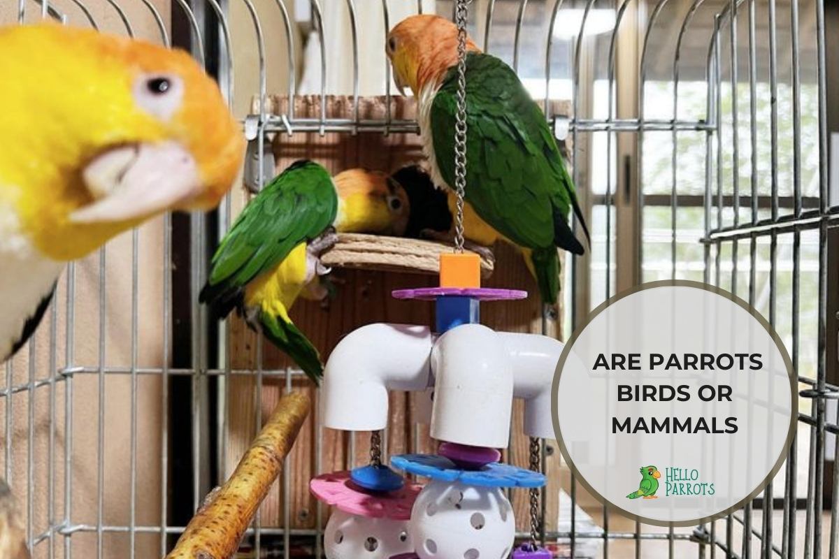 Identity Crisis: Are Parrots Birds Or Mammals?