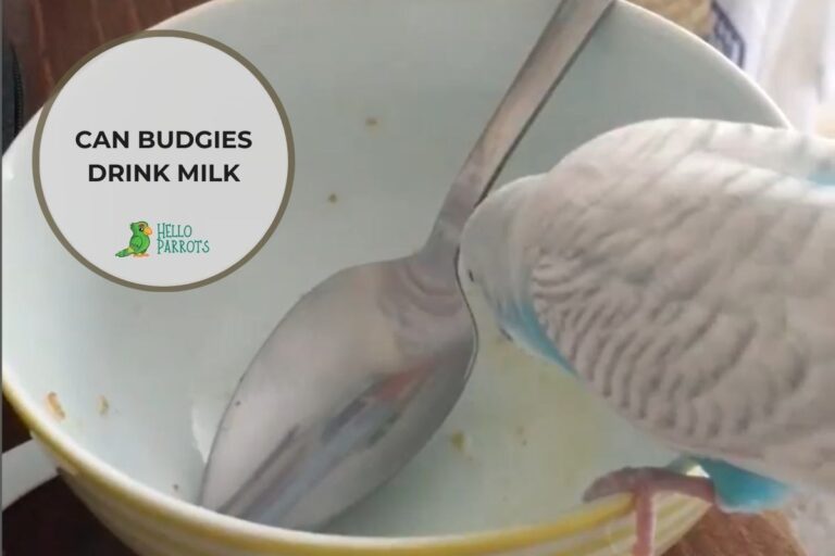 Can Budgies Drink Milk