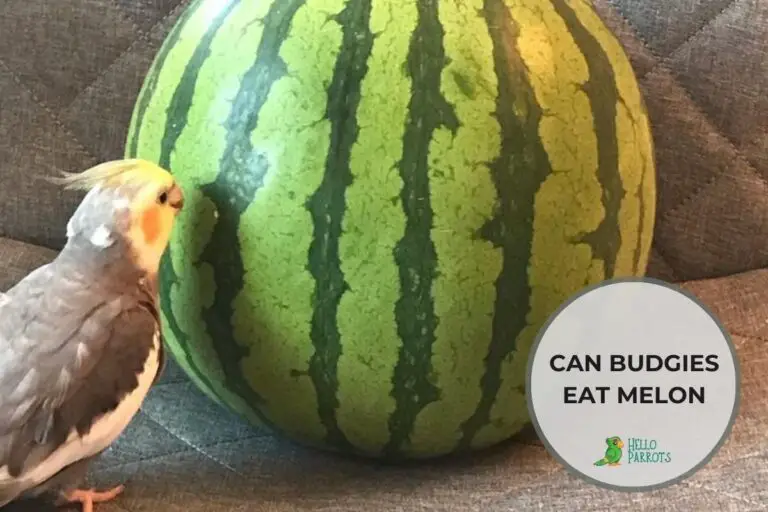 Can Budgies Eat Melon