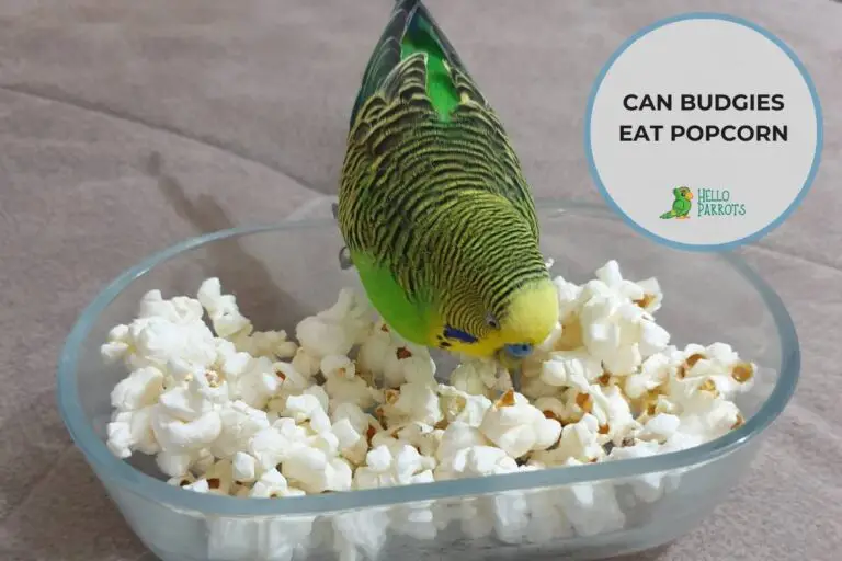 Can Budgies Eat Popcorn? Understanding the Nutritional Impact
