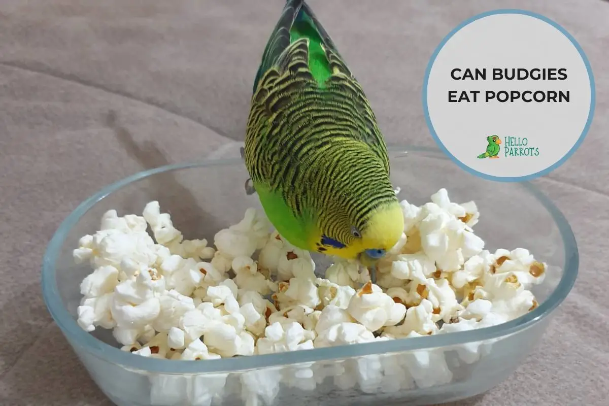 Can Budgies Eat Popcorn