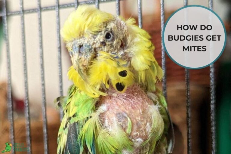 How Do Budgies Get Mites? Treatment and Prevention