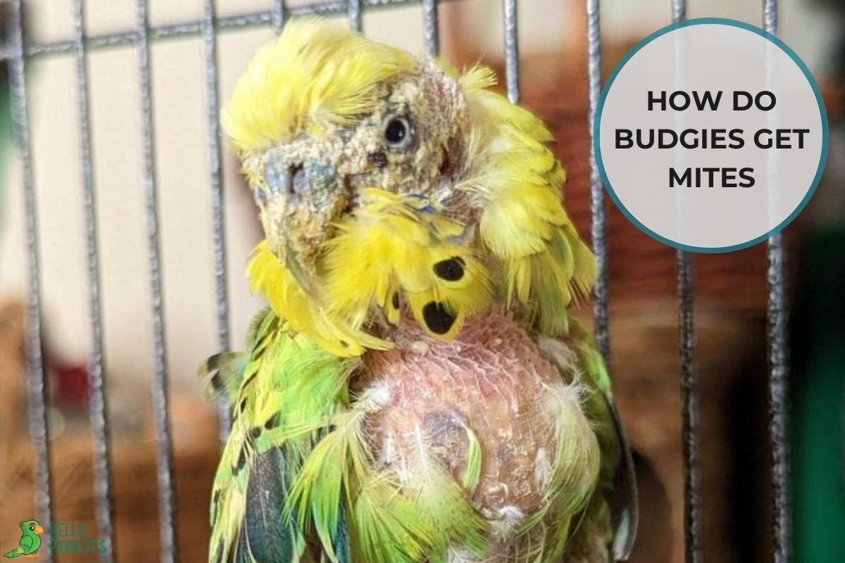 How Do Budgies Get Mites
