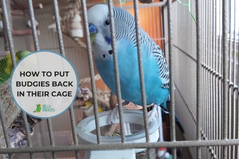 How to Put Budgies Back in Their Cage? Safest Way